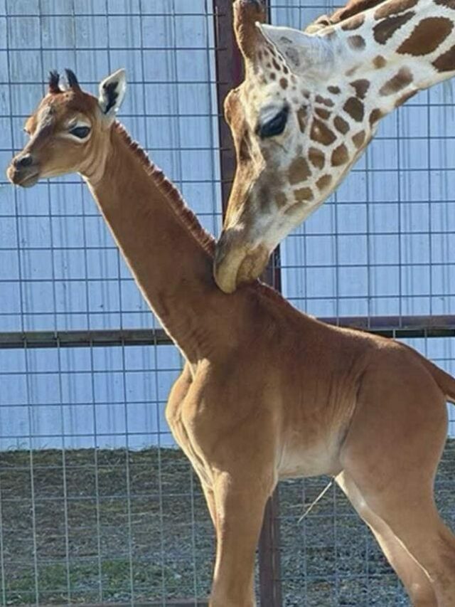 A Rare Spotless Giraffe was Born at a Zoo in Tennessee